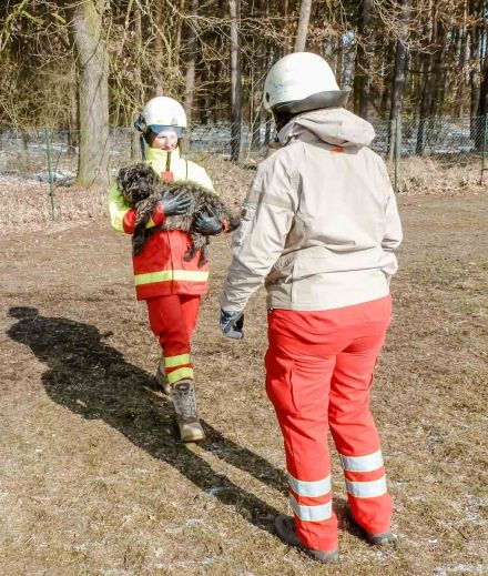 Vier neue Flächensuchhunde – Bild