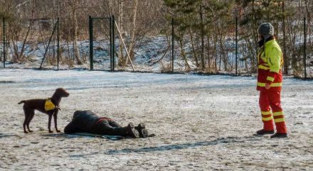 Vier neue Flächensuchhunde – Bild